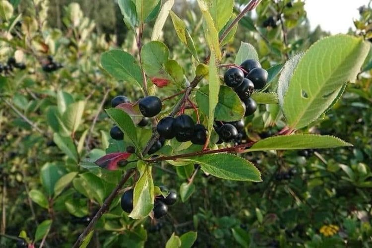 aronia
